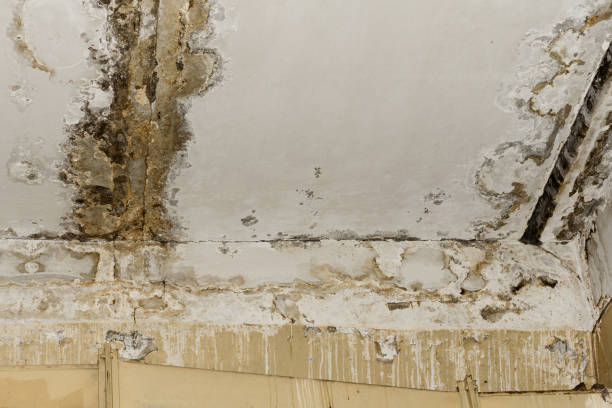 Best Commercial Mold Inspection  in Lake Isabella, CA