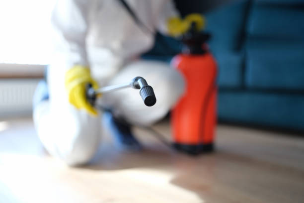 Professional Mold Removal in Lake Isabella, CA
