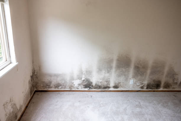 Best Post-Construction Mold Inspection  in Lake Isabella, CA